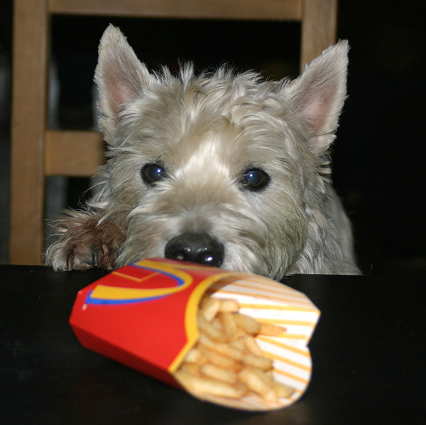 Fasten dreihundenacht.de