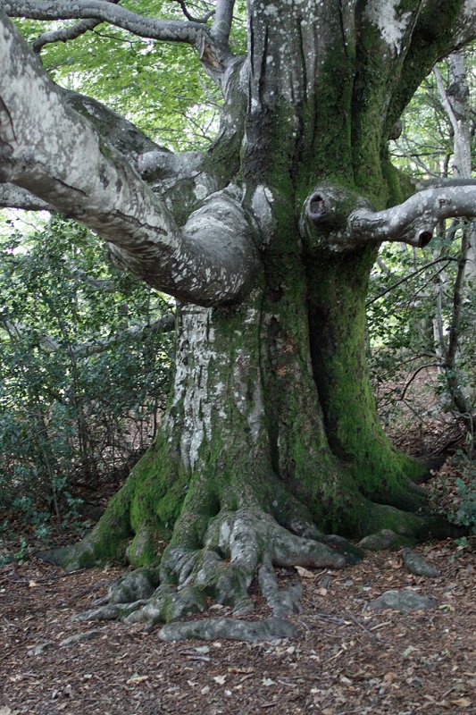 Galerie Natur &amp; Schönes dreihundenacht.de