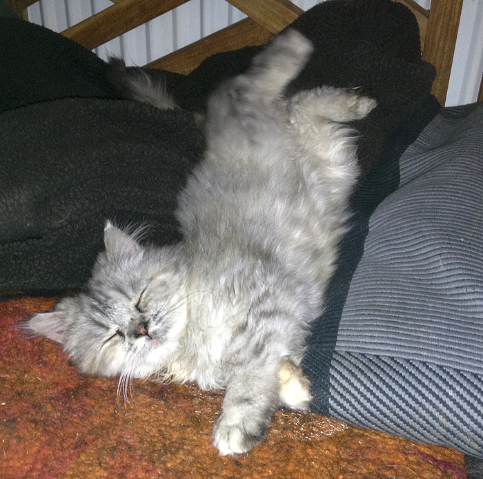 Galerie Katzen dreihundenacht.de