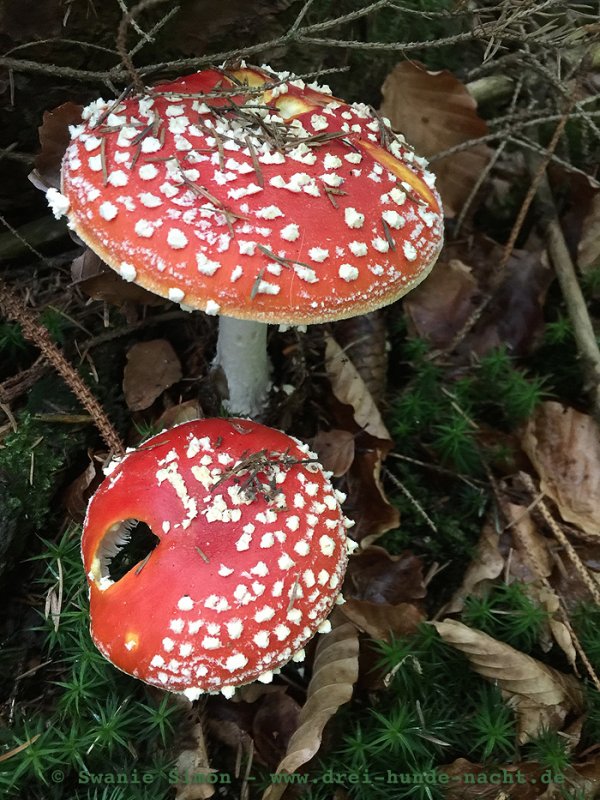 Pilze dreihundenacht.de