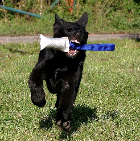 Galerie Blue dreihundenacht.de