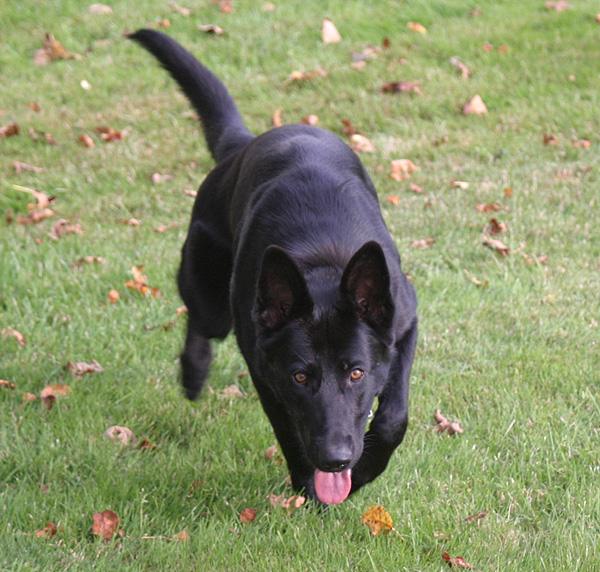 Galerie Blue dreihundenacht.de