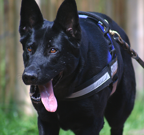 Galerie Blue dreihundenacht.de