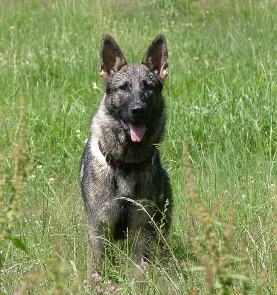 Galerie Cid dreihundenacht.de