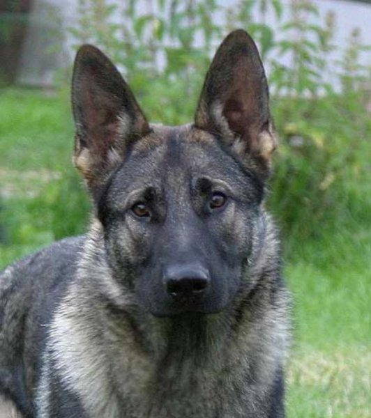 Galerie Cid dreihundenacht.de