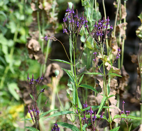Galerie Peyrissaguet, France dreihundenacht.de