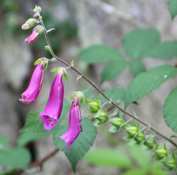Galerie Peyrissaguet, France dreihundenacht.de