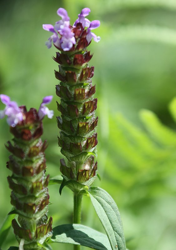Galerie Peyrissaguet, France dreihundenacht.de