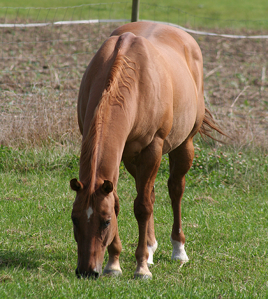 Galerie Pferde und Esel dreihundenacht.de
