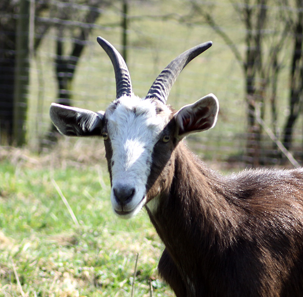 Galerie Ziegen dreihundenacht.de