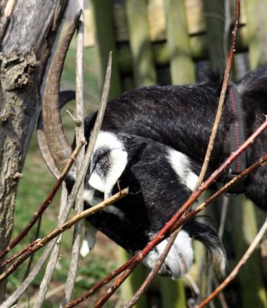Galerie Ziegen dreihundenacht.de