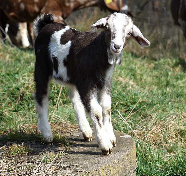 Galerie Ziegen dreihundenacht.de
