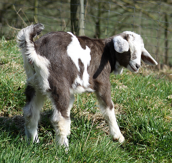 Galerie Ziegen dreihundenacht.de