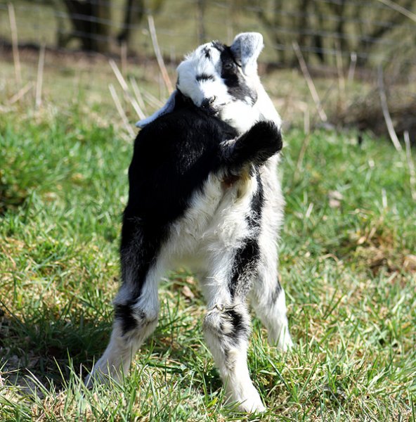 Galerie Ziegen dreihundenacht.de